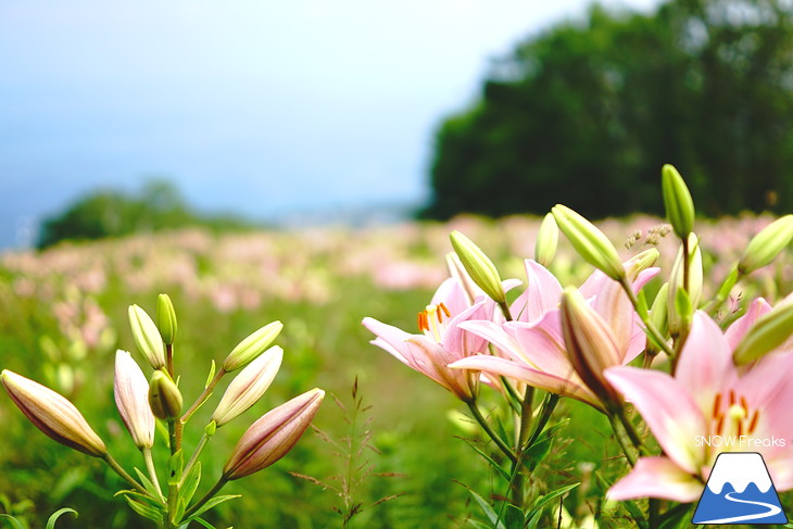 北海道最大級、213万輪のゆりの花！『オーンズ春香山ゆり園』